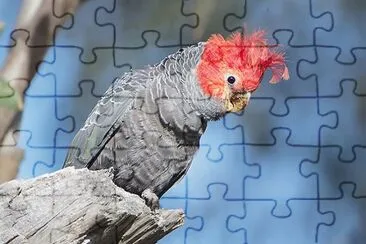 Cacatua gang gang jigsaw puzzle