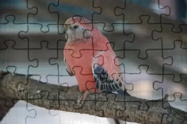 Parrocchetto di bourke jigsaw puzzle