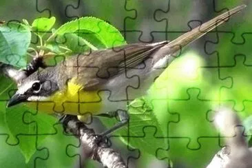 Parula pettogiallo jigsaw puzzle