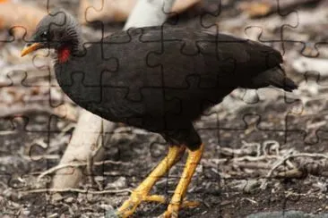 Micronesian megapode jigsaw puzzle