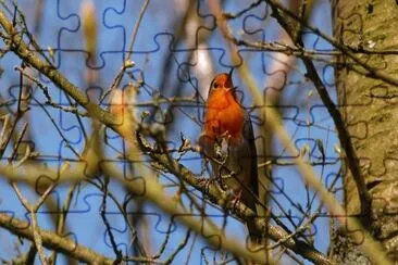 Robin Song