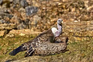 Adler jigsaw puzzle
