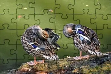 Anatra maccardo jigsaw puzzle