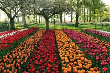 פאזל של parque