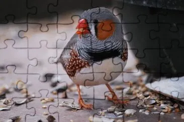 Fringilla coelebes jigsaw puzzle