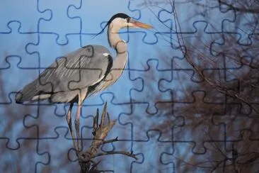 Airone trampoliere jigsaw puzzle