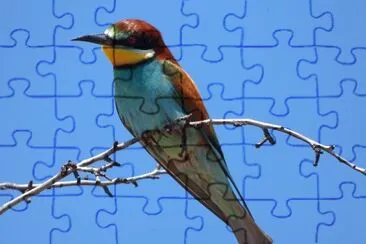 Gruccione abellerol jigsaw puzzle