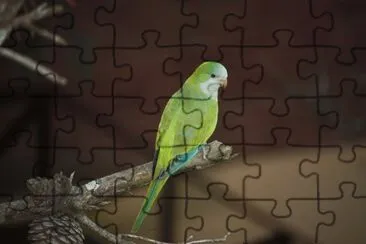 Pepita