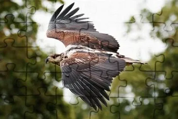 Aquila pescatrice jigsaw puzzle