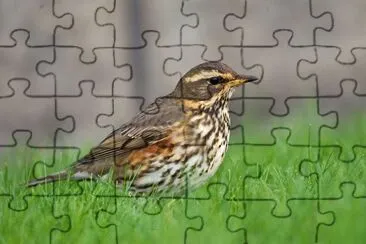 Tordo sassello jigsaw puzzle
