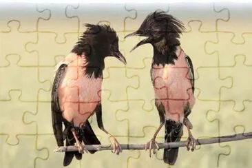 Storno roseo jigsaw puzzle