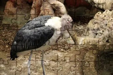 MarabÃ¹ africano jigsaw puzzle
