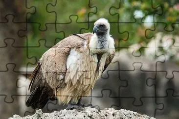 Avvoltoio dorsobianco jigsaw puzzle