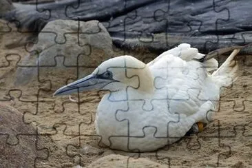 Sula bassana jigsaw puzzle