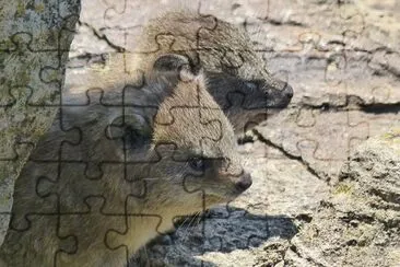 Procavia delle steppe jigsaw puzzle