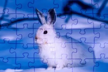 Lepre artica jigsaw puzzle