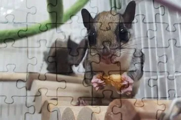 Scoiattolo volante jigsaw puzzle