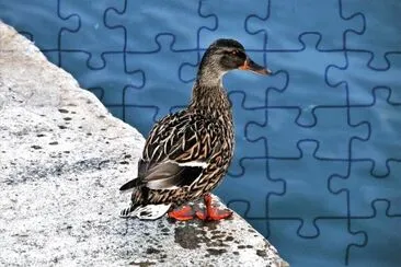 Anatra gray jigsaw puzzle
