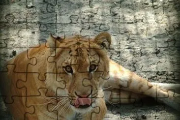 Ligre incrocio leone maschio tigre femmina jigsaw puzzle