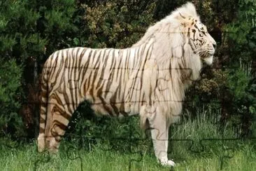 Tigone incrocio tigre maschio leonessa femmina jigsaw puzzle