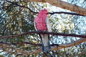 Cacatua rosato