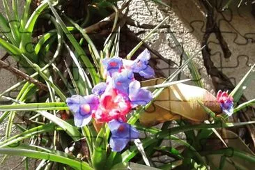 flores jigsaw puzzle