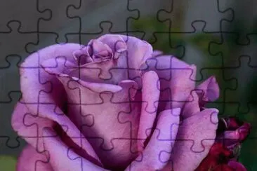 פאזל של purple rose