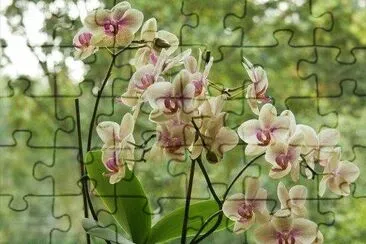 Orchid