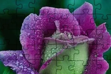 פאזל של pretty rose