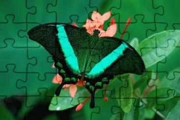 Papilio palinurus jigsaw puzzle