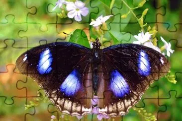 Hypolimnas bolina jigsaw puzzle