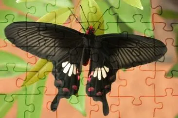 Pachiliopta aristolochiae jigsaw puzzle