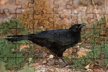 Gracchio australiano jigsaw puzzle