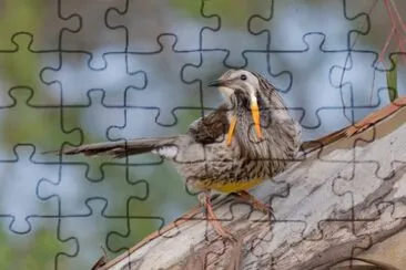 Bargigliuto giallo jigsaw puzzle