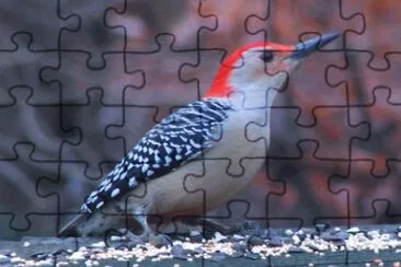 Piciformes