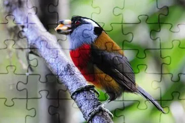 Barbetto tucano jigsaw puzzle