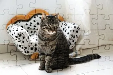 פאזל של Tigre