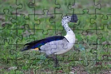 Anatra del pettine jigsaw puzzle