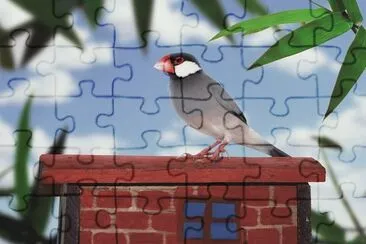 Padda jigsaw puzzle