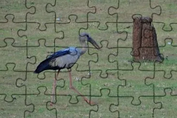 Cicogna asiatica jigsaw puzzle