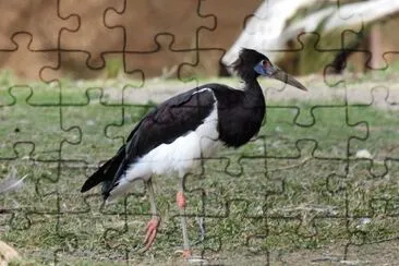 Cicogna abdims jigsaw puzzle