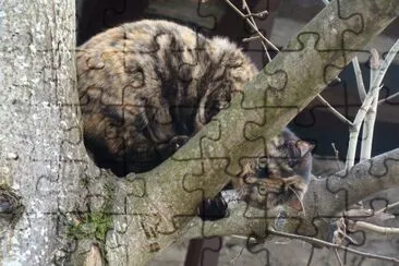 Ciccia jigsaw puzzle