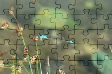 פאזל של libellule