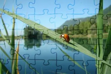 פאזל של coccinelle