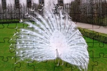Pavo Real Blanco jigsaw puzzle