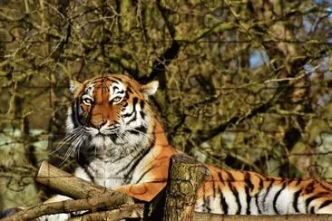 Tigre siberiana jigsaw puzzle