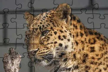 Leopardo amur jigsaw puzzle