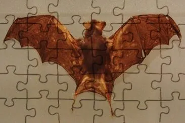 Pipistrello calabrone jigsaw puzzle