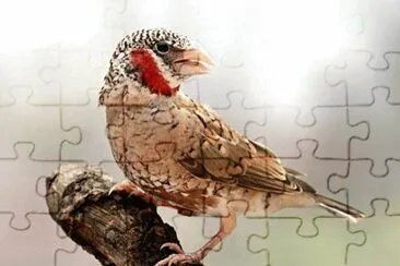 Amandina fasciata jigsaw puzzle