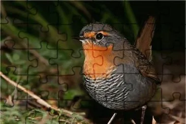 פאזל של Tapaculo
